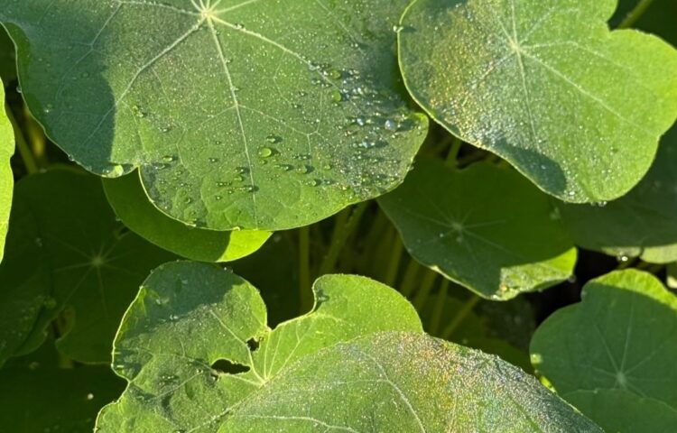 Blad van oostindische kers, geteeld door Kruyd in Wassenaar