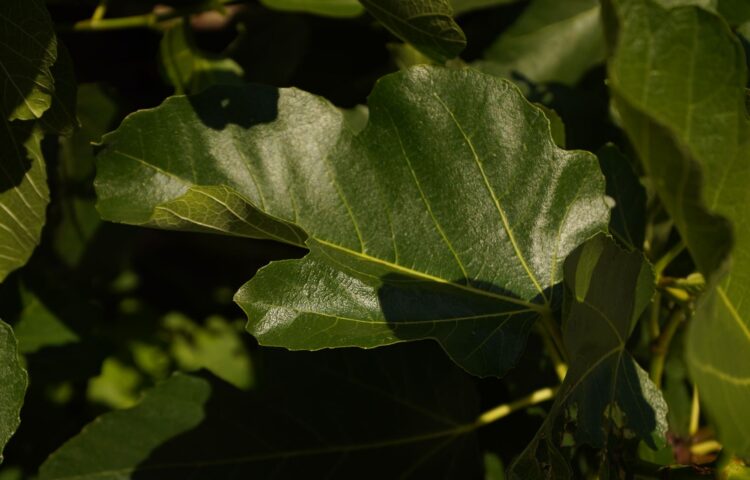 Vijgenblad aan de struik op de tuin van Kruyd in Wassenaar