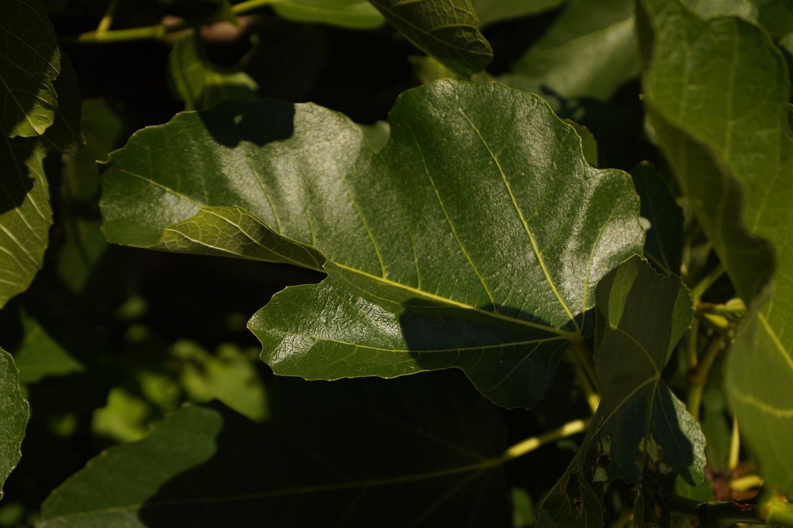 Vijgenblad aan de struik op de tuin van Kruyd in Wassenaar