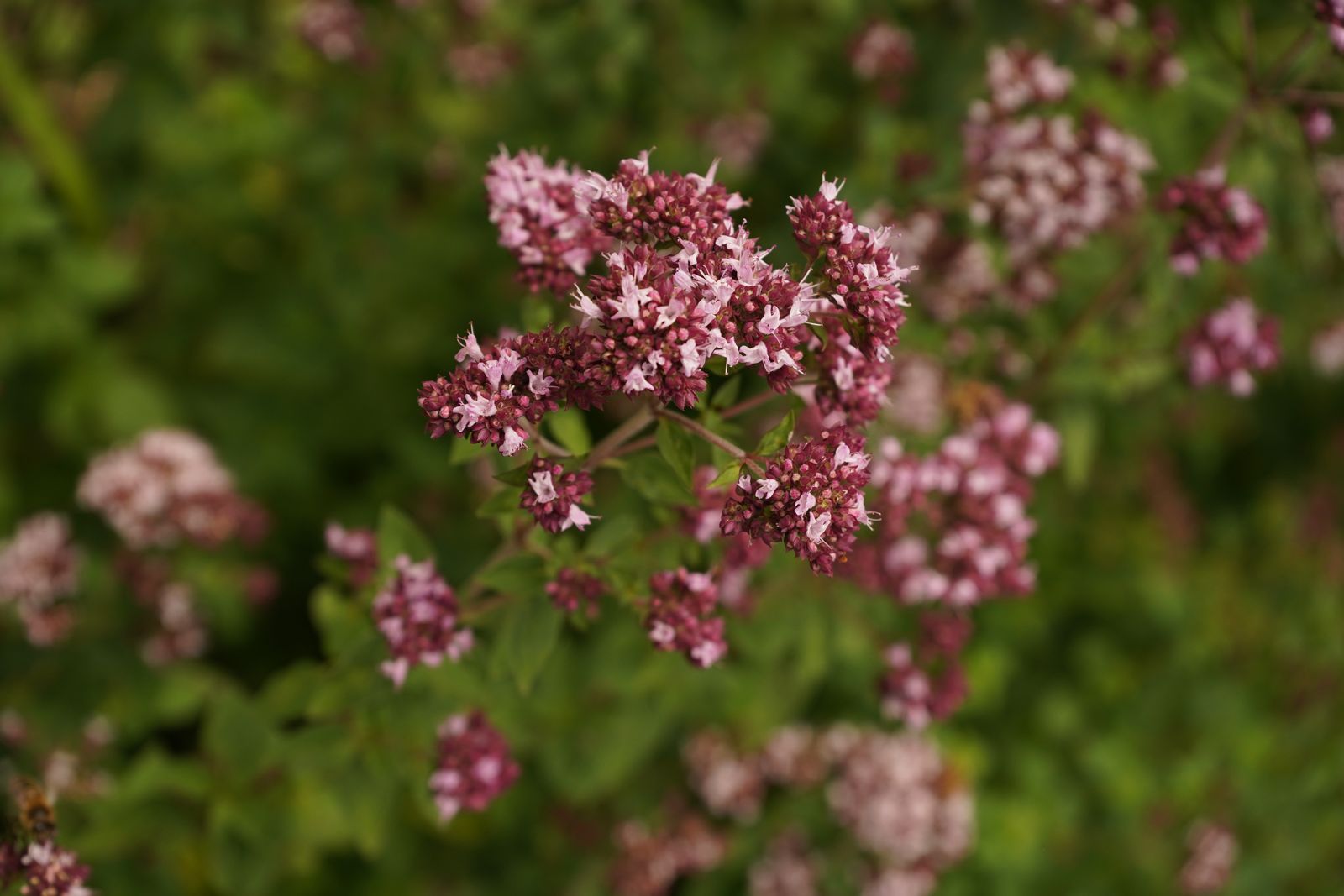 Roze bloemtop van wilde marjolein op de tuin van Kruyd